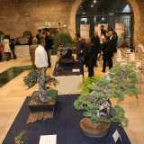 Alcuni dei bonsai esposti durante una mostra del 2013 organizzata dall'associazione (Foto dell'associazione "Bonsai e Dintorni")